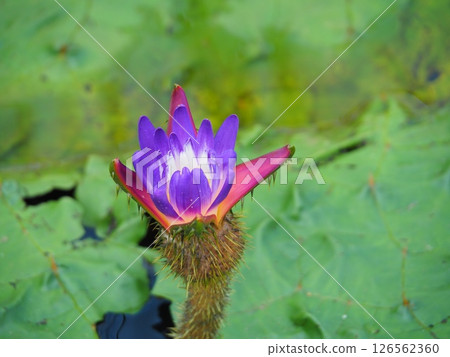 Onibus flowers 126562360