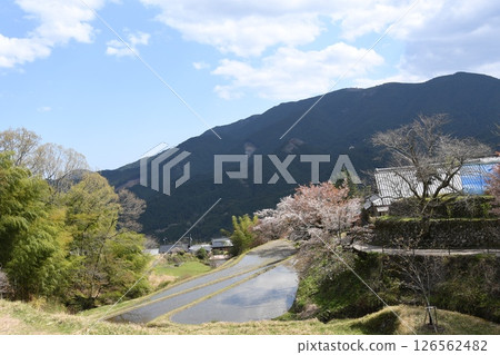 Cherry blossoms of Santaki under blue skies 126562482
