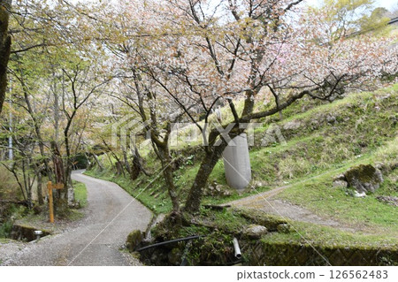 三滝櫻花道 126562483