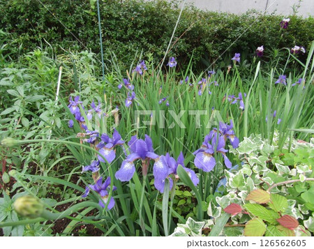 比德國鳶尾小的鳶尾花 126562605