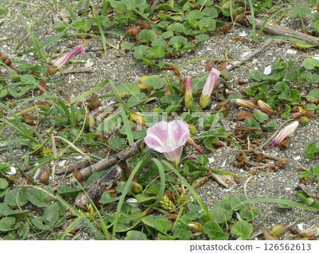 Pink flowers of the coastal plant, seaside bindweed, blooming in early summer on the shores of Kemigawahama Pink flowers of the coastal plant, seaside bindweed, blooming in early summer on the shores of Kemigawahama 126562613