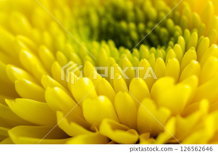 Golden chrysanthemum bloom close up with spiral petal formation and soft blooming texture. Golden chrysanthemum bloom close up with spiral petal formation and soft blooming texture. 126562646