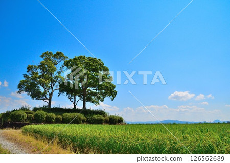 西之湖袖珍公園（滋賀縣） 126562689