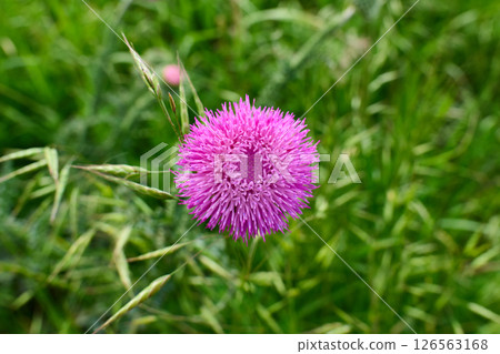 A single purple thistle flower in a lush green field A single purple thistle flower in a lush green field 126563168
