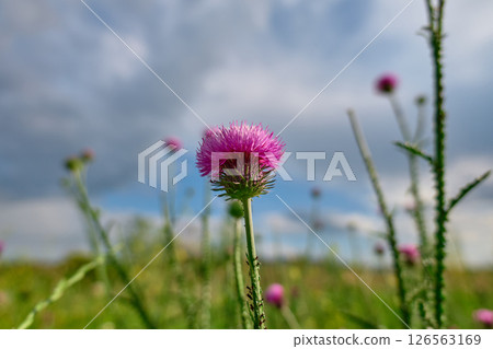 Purple thistle flower blooming in a green meadow Purple thistle flower blooming in a green meadow 126563169