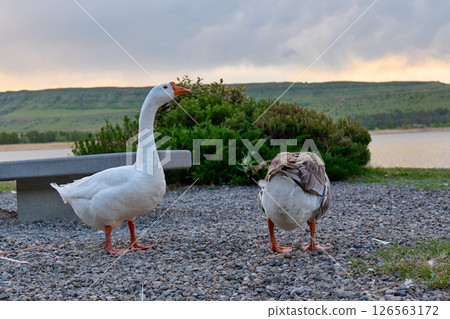 Two geese explore the grassy edge of a tranquil lake at dusk 126563172