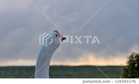 goose poses proudly with a backdrop of cloudy skies 126563176