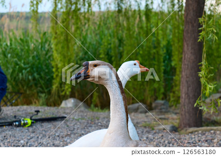 Two geese explore the grassy edge of a tranquil lake at dusk 126563180