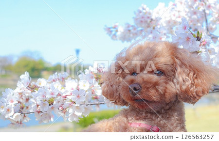 我帶著我的玩具貴賓犬去散步看春天的櫻花。 我帶著我的玩具貴賓犬去散步看春天的櫻花。 126563257