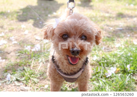 玩具貴賓犬在櫻花盛開的公園裡散步 玩具貴賓犬在櫻花盛開的公園裡散步 126563260