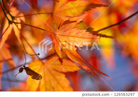 Maple leaves turning red in the sunlight 126563297