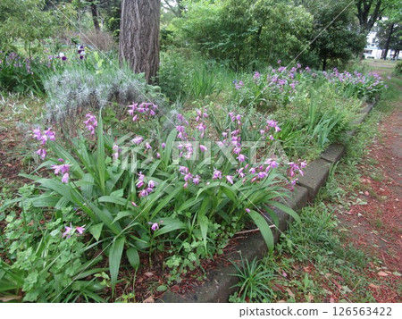 Purple flowers of the lily of the valley 126563422