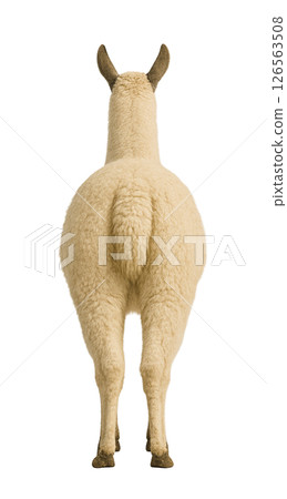 Llama's back 126563508