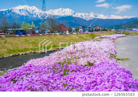 [農夫川公園] 芝櫻與北阿爾卑斯山 [大町市] 126563583