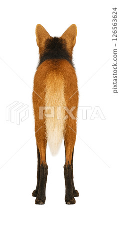 鬃狼從後面 鬃狼從後面 126563624