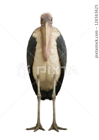 鸛鸛的正面圖 126563625