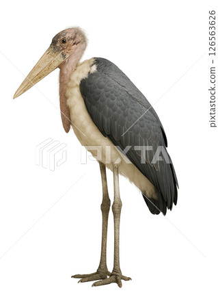 鸛鸛的側視圖 126563626