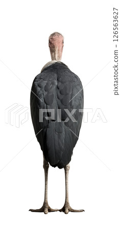 非洲禿鸛的背影 126563627