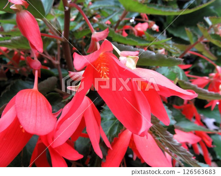 Beauvillier 126563683