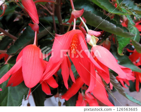 Beauvillier 126563685