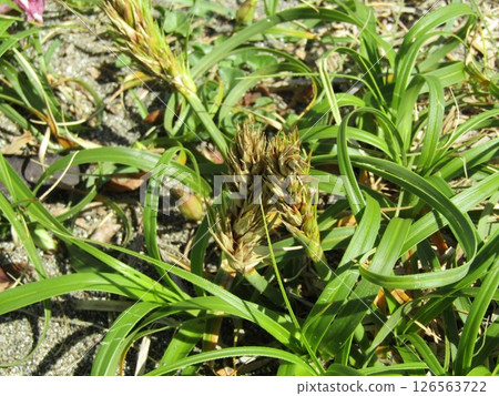 生長在檢見川濱沙灘上的日本紅豆杉的穗狀花 126563722