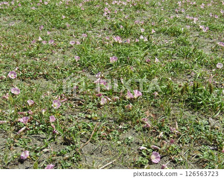 檢見川海灘盛開的美麗的海灘牽牛花 126563723