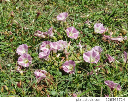 Pink flowers of the coastal plant, seaside bindweed, blooming in early summer on the shores of Kemigawahama Pink flowers of the coastal plant, seaside bindweed, blooming in early summer on the shores of Kemigawahama 126563724