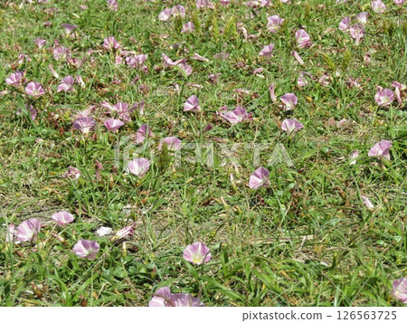 Pink flowers of the coastal plant, seaside bindweed, blooming in early summer on the shores of Kemigawahama Pink flowers of the coastal plant, seaside bindweed, blooming in early summer on the shores of Kemigawahama 126563725