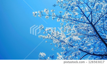 一枝盛開的櫻花,在藍天的襯托下,開滿了白色的花朵 一枝盛開的櫻花,在藍天的襯托下,開滿了白色的花朵 126563817
