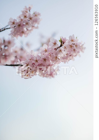 Beautifully blooming cherry blossoms Beautifully blooming cherry blossoms 126563910