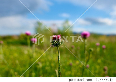 Purple thistle flower blooming in a green meadow 126563918