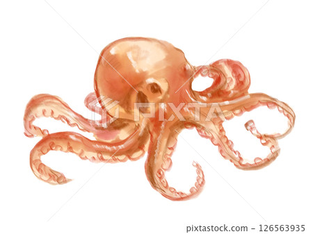 剛捕獲的章魚的水彩插圖 126563935