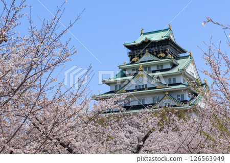 Osaka Castle in spring and cherry blossoms in full bloom (Chuo-ku, Osaka City, Osaka Prefecture) Osaka Castle in spring and cherry blossoms in full bloom (Chuo-ku, Osaka City, Osaka Prefecture) 126563949