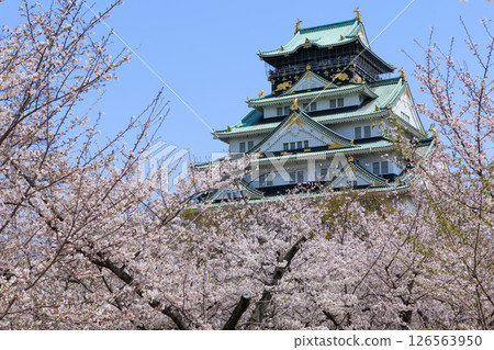 Osaka Castle in spring and cherry blossoms in full bloom (Chuo-ku, Osaka City, Osaka Prefecture) 126563950