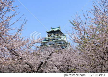 Osaka Castle in spring and cherry blossoms in full bloom (Chuo-ku, Osaka City, Osaka Prefecture) Osaka Castle in spring and cherry blossoms in full bloom (Chuo-ku, Osaka City, Osaka Prefecture) 126563951
