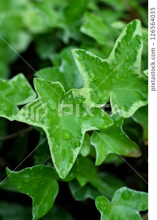 Rain-soaked ivy leaves 126564035