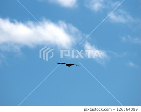 A bird flying in the blue sky 126564089