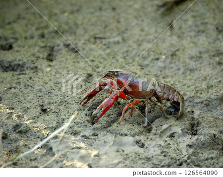 A bright red American crayfish that lives in the mud of rice paddies 126564090