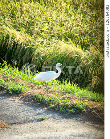 中間有白鷺鷥的農場道路 126564092