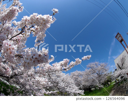 藍天與櫻花的風景 藍天與櫻花的風景 126564096