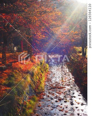 Autumn scenery with colored leaves 126564110