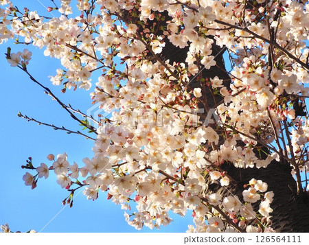 Sakura that shines in the blue sky 126564111
