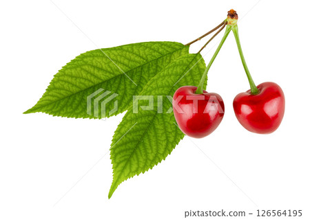 cherries with leaves isolated on white background 126564195