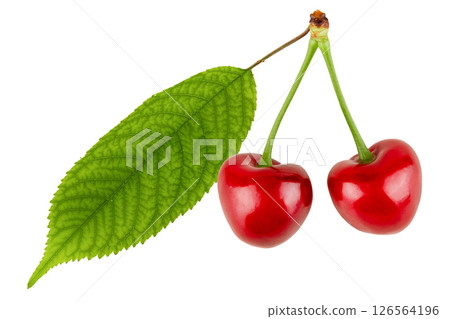 cherries with leaves isolated on white background cherries with leaves isolated on white background 126564196