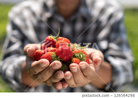 Happy Asian man senior farmer working on an organic strawberry farm and harvest picking strawberries. Farm organic fresh harvested strawberry and Agriculture industry. Happy Asian man senior farmer working on an organic strawberry farm and harvest picking strawberries. Farm organic fresh harvested strawberry and Agriculture industry. 126564298
