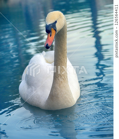 Mute Swan said most beautiful Regal bird 126564411