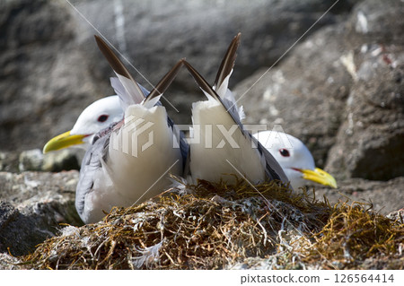 Plot rookery with nests of Kittiwakes 126564414