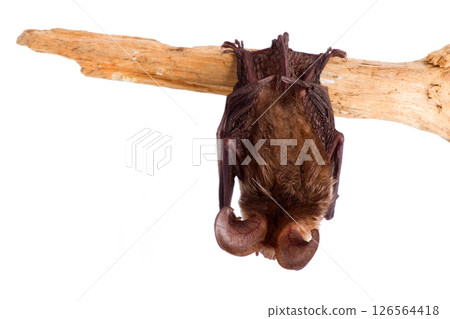 long-eared bat isolated on white 126564418