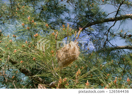 Nest of butterflies from eggs which hatch caterpillars Nest of butterflies from eggs which hatch caterpillars 126564436