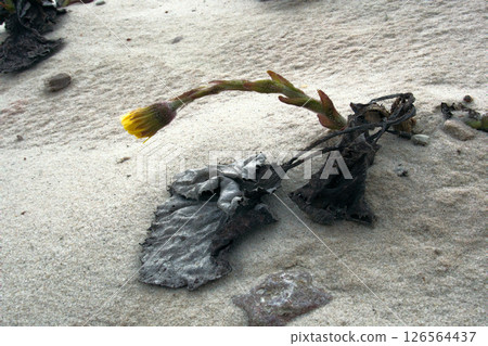 foalfoot (coltsfoot, Tussilago farfara) foalfoot (coltsfoot, Tussilago farfara) 126564437